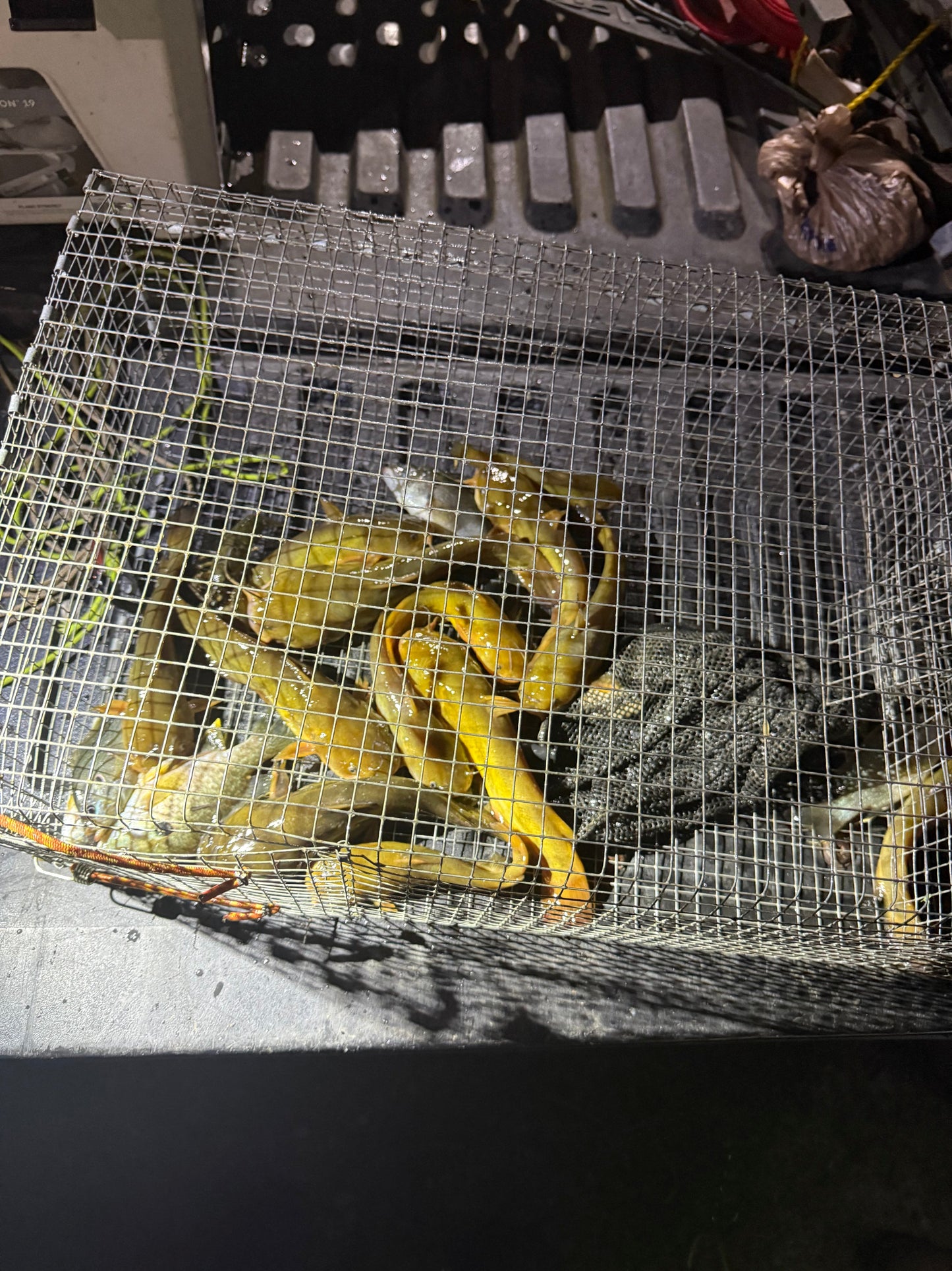 Bankpolefever Bullhead Z-Trap — 2"x3" Opening with Trap Door