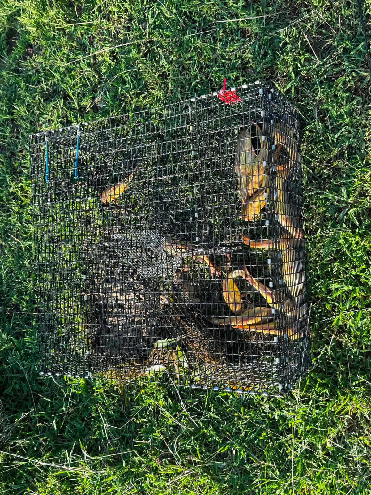 Bankpolefever Z-Trap for Bullhead Catfish