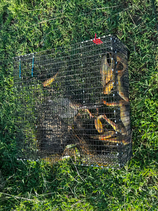 Bankpolefever Z-Trap for Bullhead Catfish