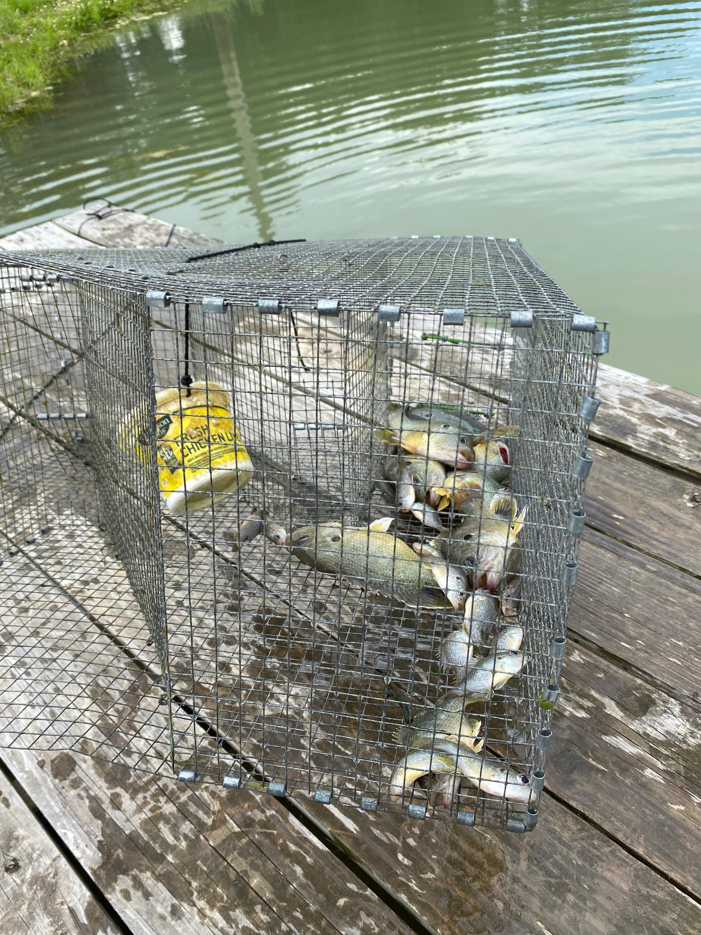 Bankpolefever Z-Trap for Bullhead Catfish
