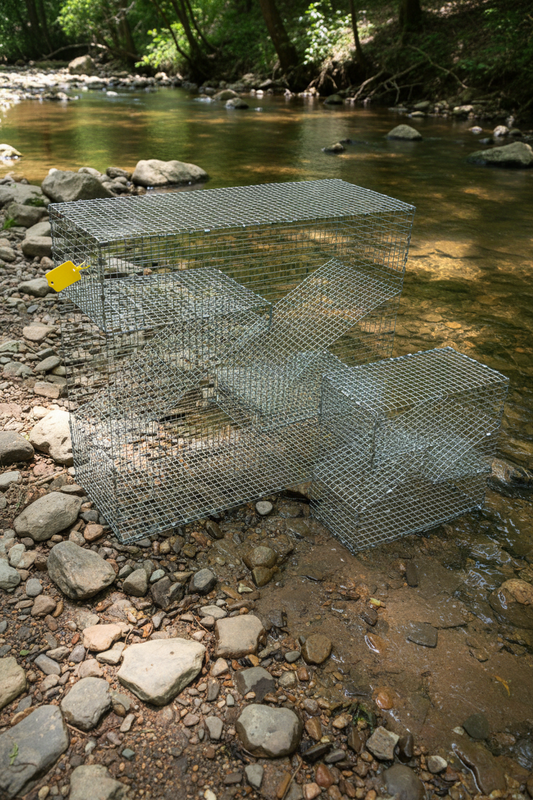 Z-Traps on Shallow Creek Riverbank